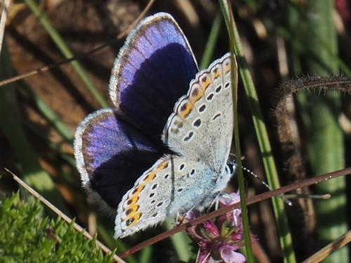 Réf. 292 910 : Plebejus argyrognomon